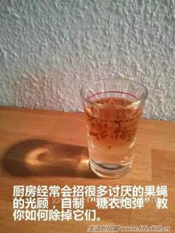 自制“糖衣炮弹”，无毒消灭苍蝇果蝇