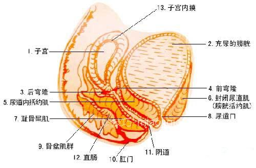 正确认识子宫