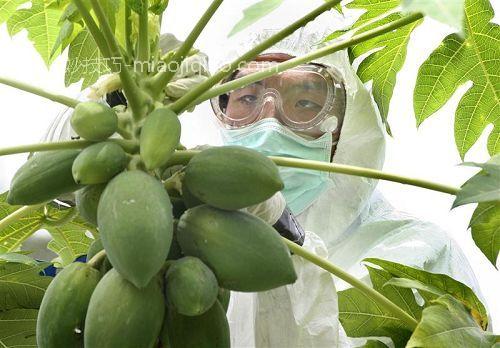 食用转基因木瓜会对抗生素产生抗药性 