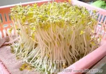 手把手教你在家发豆芽