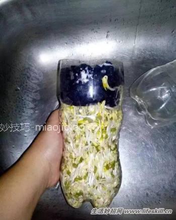 巧用可乐瓶子生豆芽