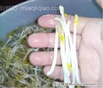 巧用可乐瓶子生豆芽