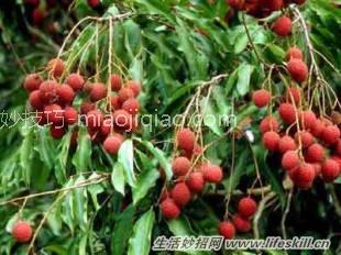 快速剥荔枝不伤手的小窍门