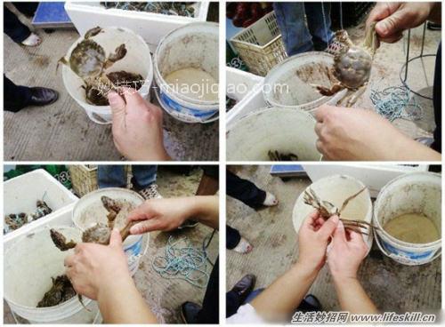捆绑螃蟹的小方法