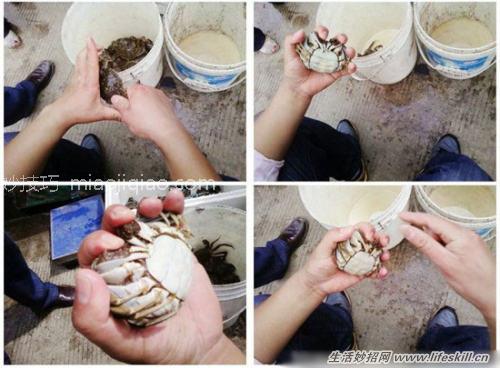 捆绑螃蟹的小方法