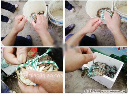 捆绑螃蟹的小方法