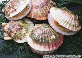 扇贝的清洗方法详解