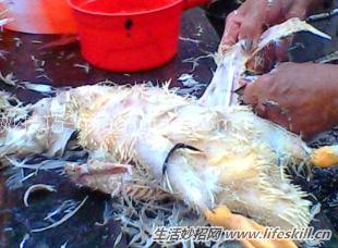 鸭子巧拔毛 