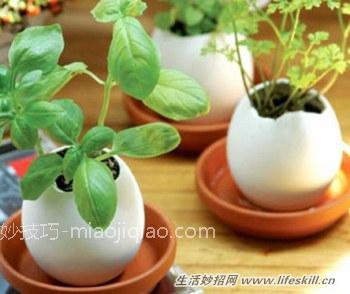 妙用鸡蛋壳,环保又省钱!