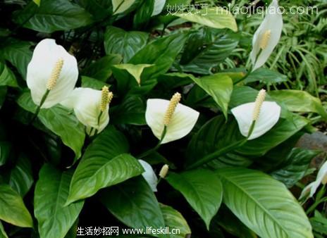 白掌的生活习性及栽培技术要点 