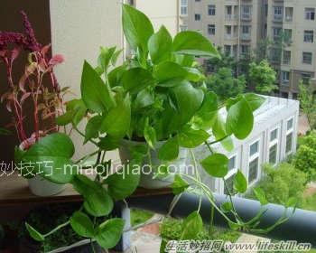 家里如何种植绿萝？ 