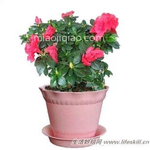 四十五种花卉养殖的注意事项 