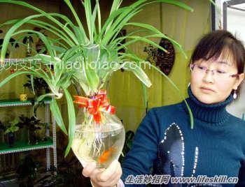 水培花卉换水洗根的方法 