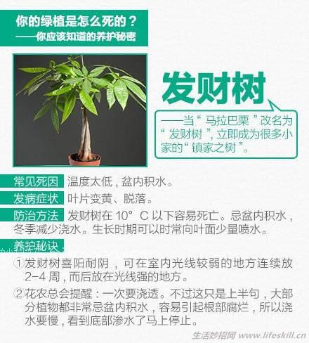 你应该知道的养花技巧 