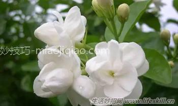 酷暑天 看到这几种驱蚊植物赶紧带回家