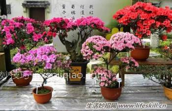 养花用食醋竟有起死回生的妙用