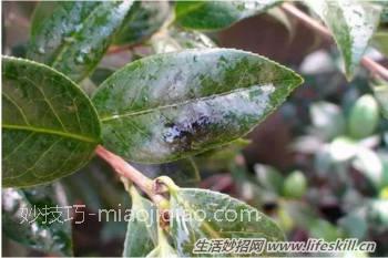 养花用食醋竟有起死回生的妙用