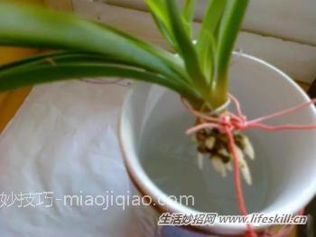 水培吊兰养护小知识
