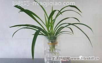 水培吊兰养护小知识