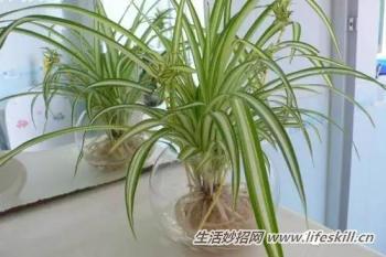 水培吊兰养护小知识