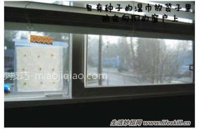 吃剩的果核莫扔！教你做5种简易绿色盆栽