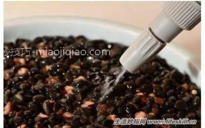 吃剩的果核莫扔！教你做5种简易绿色盆栽