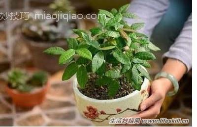 吃剩的果核莫扔！教你做5种简易绿色盆栽
