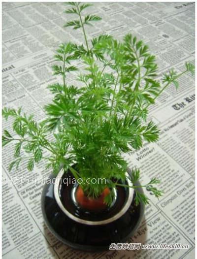 吃剩的果核莫扔！教你做5种简易绿色盆栽
