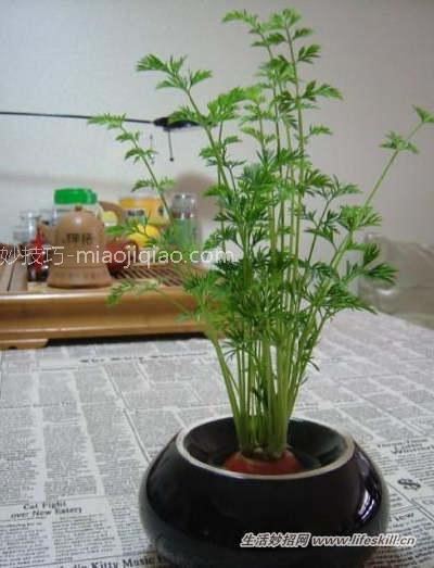 吃剩的果核莫扔！教你做5种简易绿色盆栽