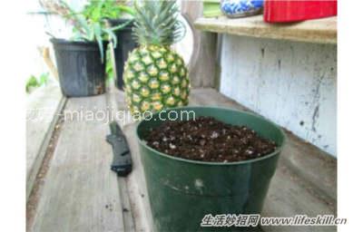 吃剩的果核莫扔！教你做5种简易绿色盆栽