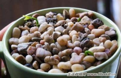 吃剩的果核莫扔！教你做5种简易绿色盆栽