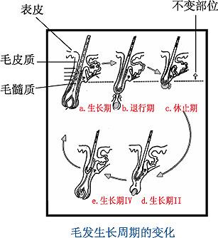 [图]护发，从认识头发开始（一）